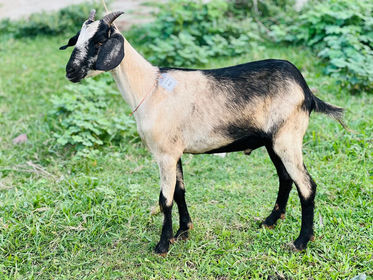 দেশী  ছাগল (17.85 KG)  